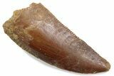Serrated Raptor Tooth - Real Dinosaur Tooth #376454-1